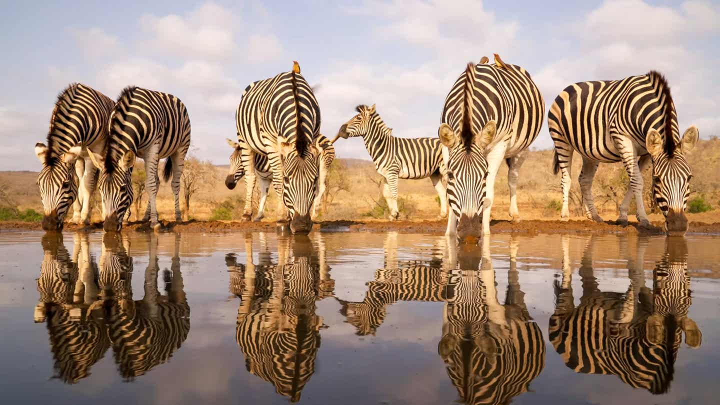 Zebras am Wasserloch in Tansania