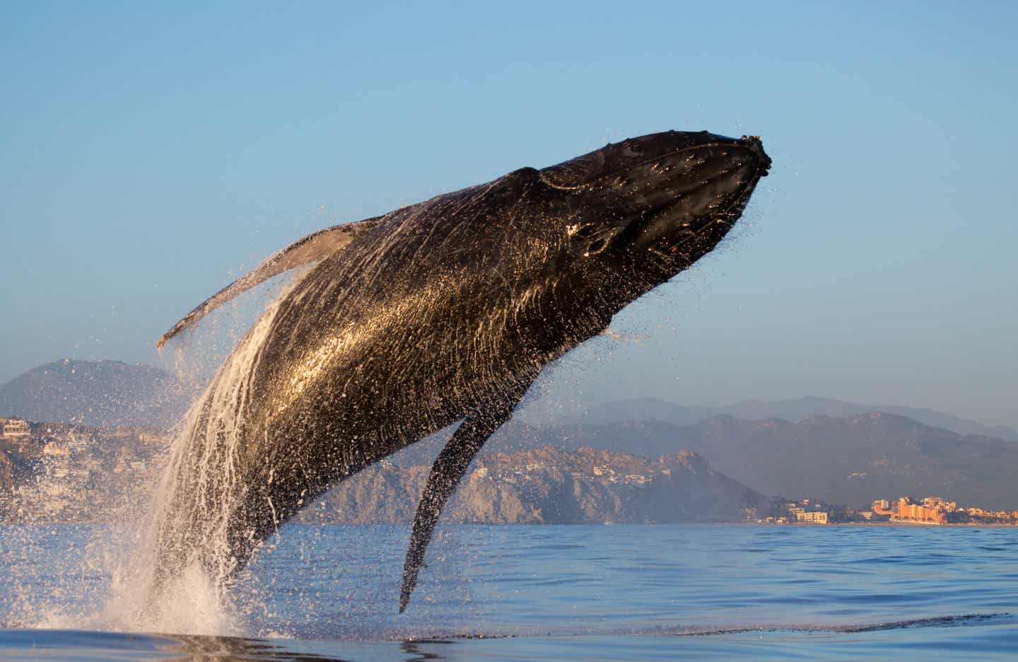 Los Cabos Biodiversität