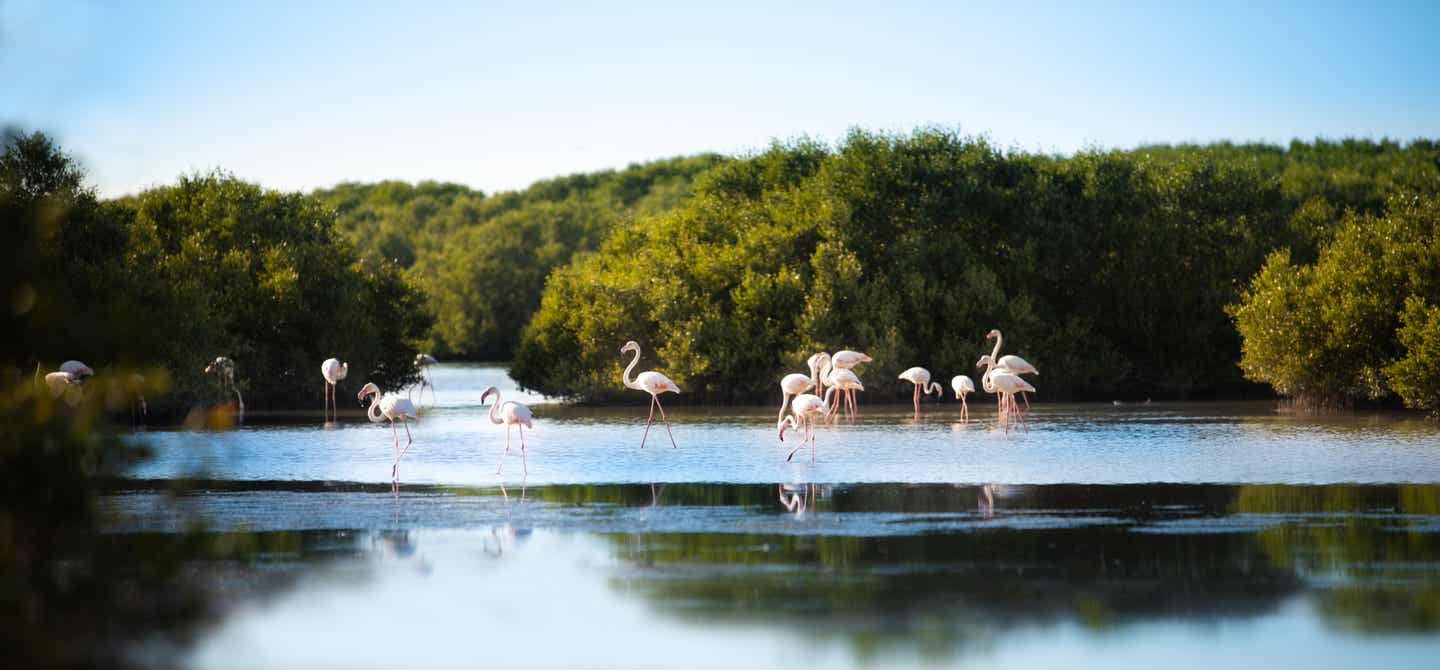 Flamingos im Wasser umgeben von Mangroven im Al Zorah Resort