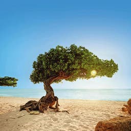 Hotels auf Aruba