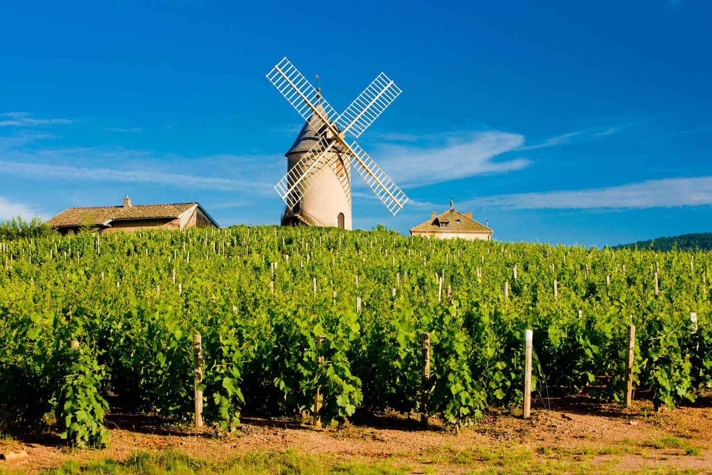 Windmuehle-Weinreben