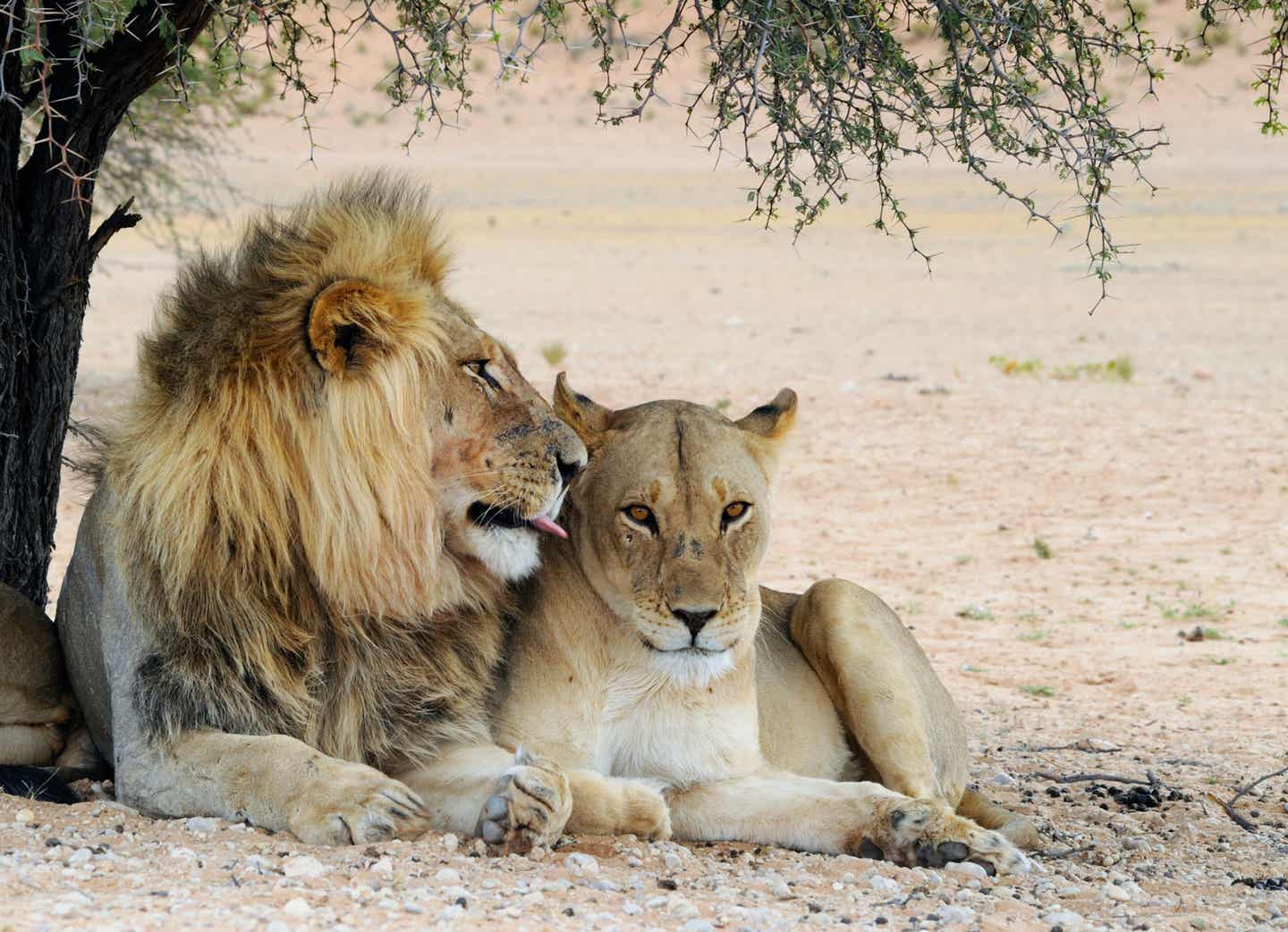 Mitarbeiter-Tipp Südafrika. Löwen im Krüger Nationalpark