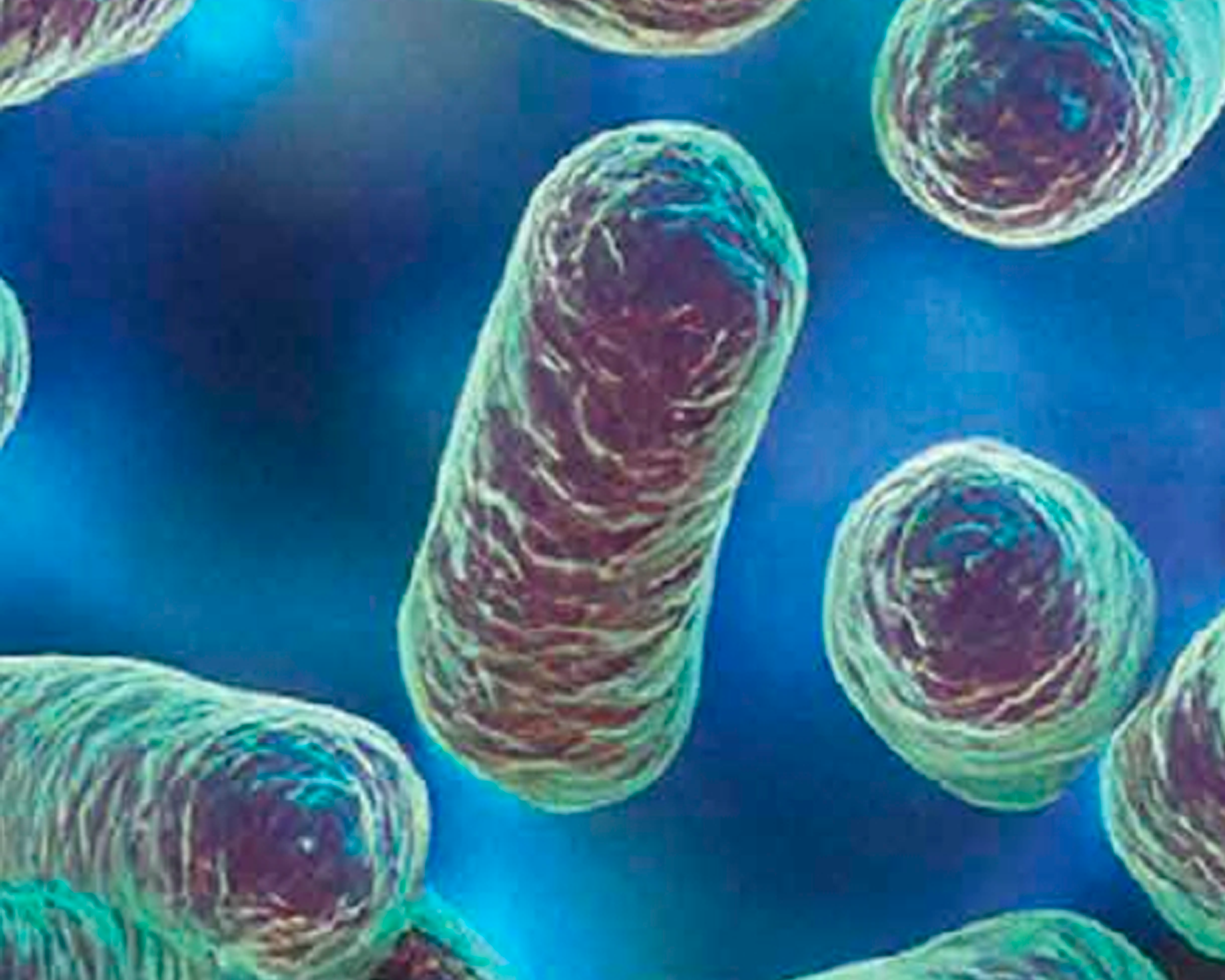 De la bouche à l’intestin, les microbiotes au cœur de notre santé globale