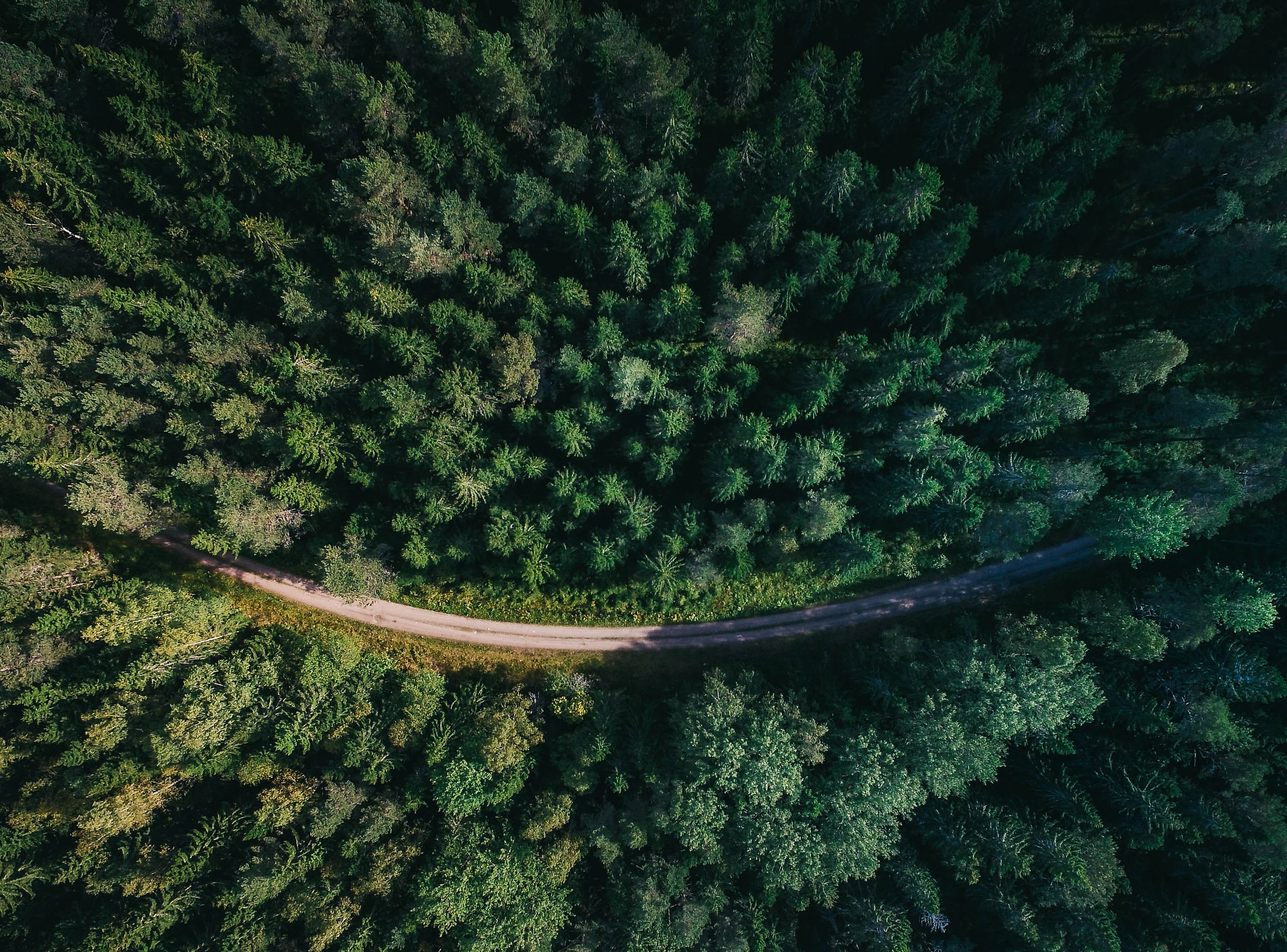 Road through forest showing low environmental impact