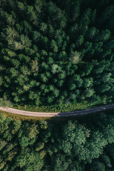 Road through forest showing low environmental impact