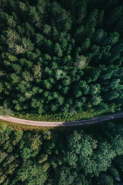 Road through forest showing low environmental impact