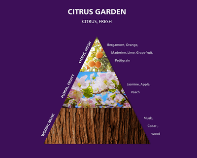 The Olfactory pyramid