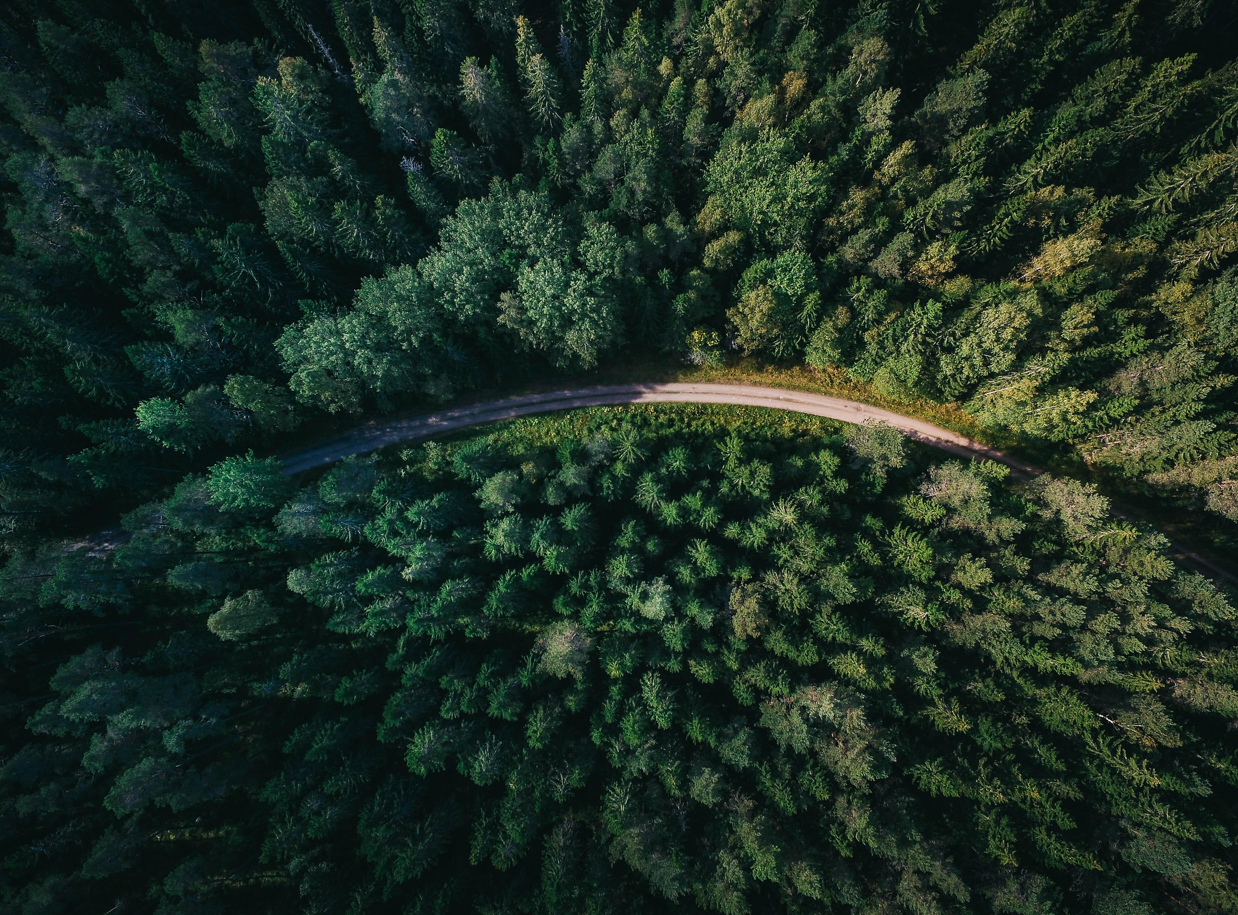Road through forest showing low environmental impact