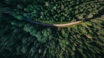 Forêt verte durable