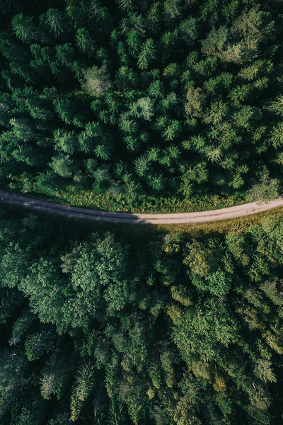 Route traversant la forêt, montrant un faible impact environnemental