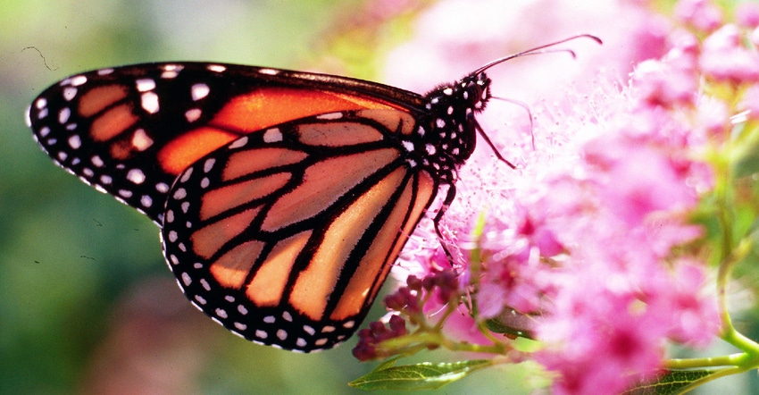 Smithfield works to restore monarch habitats
