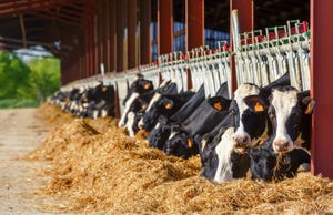 Metagenomics studies help confirm rumen changes at calving