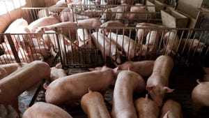 Feeder pigs in hog building