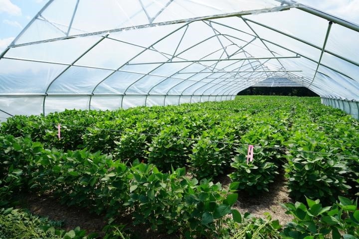 Water-saving potential of crops identified Water-saving potential of crops identified