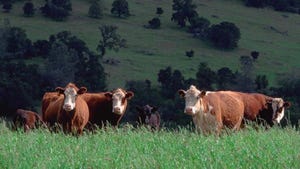 Genetic test possible for hillside-preferring cows