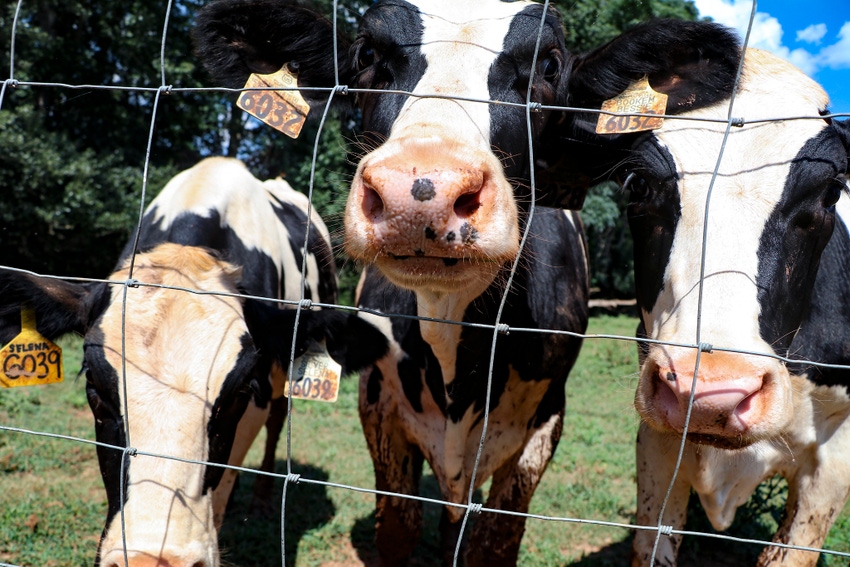 UGA hot cows.jpg