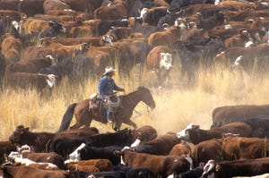 cattle drive in western U.S.