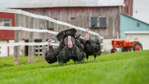 N&H TOPLINE: New blockchain project involves turkeys, animal welfare