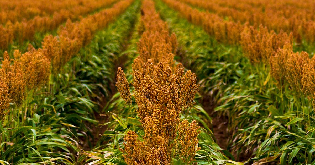 Replacing corn with milo in cattle diets is feasible