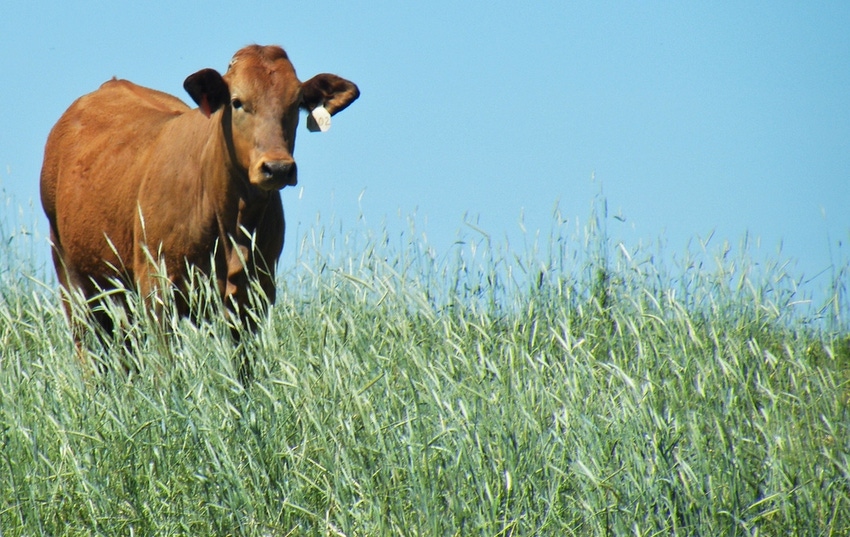 Winter forages can reduce costs, boost cow/calf weight gains