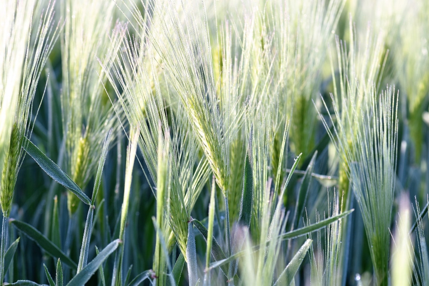 wheat-2337846_1920.jpg