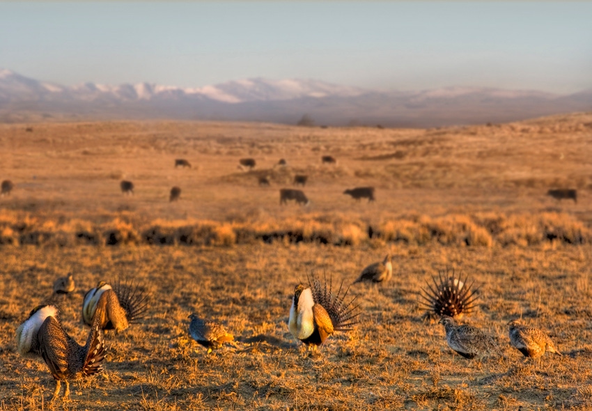 Timing of livestock grazing may affect sage grouse