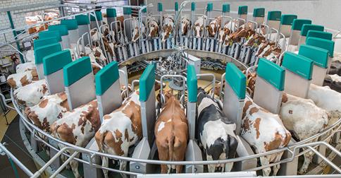 Ground broken on first-of-its-kind robotic milking system