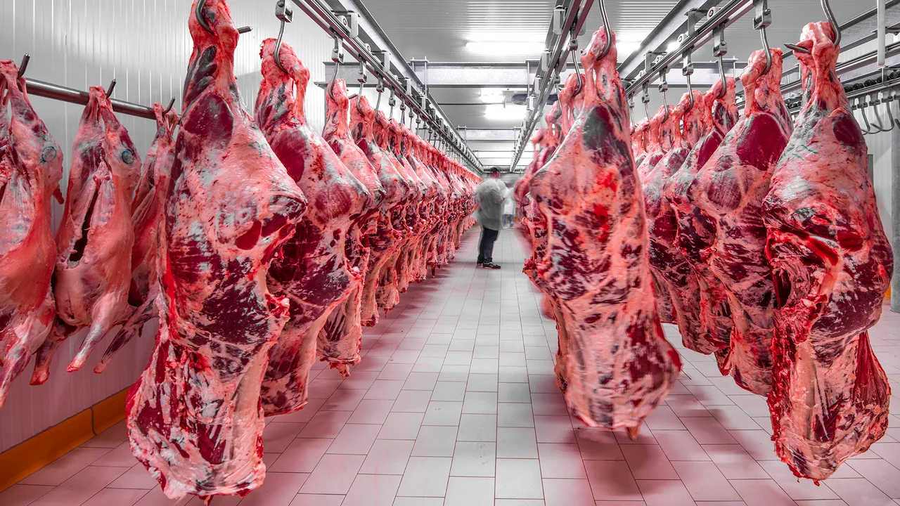 Cadáveres de ganado colgando en una planta procesadora de carne. Cadáveres de ganado colgando en una planta procesadora de carne.