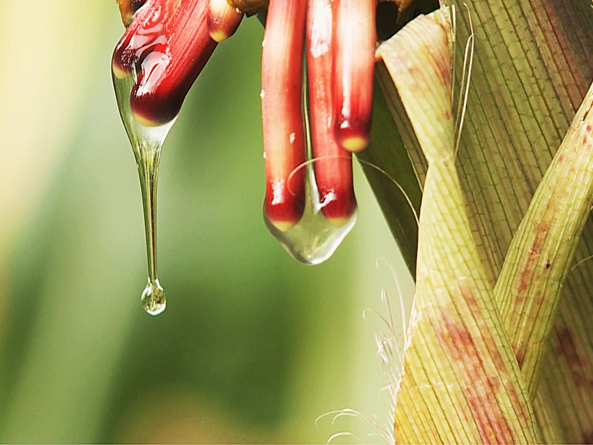 Tropical corn acquires its own nitrogen