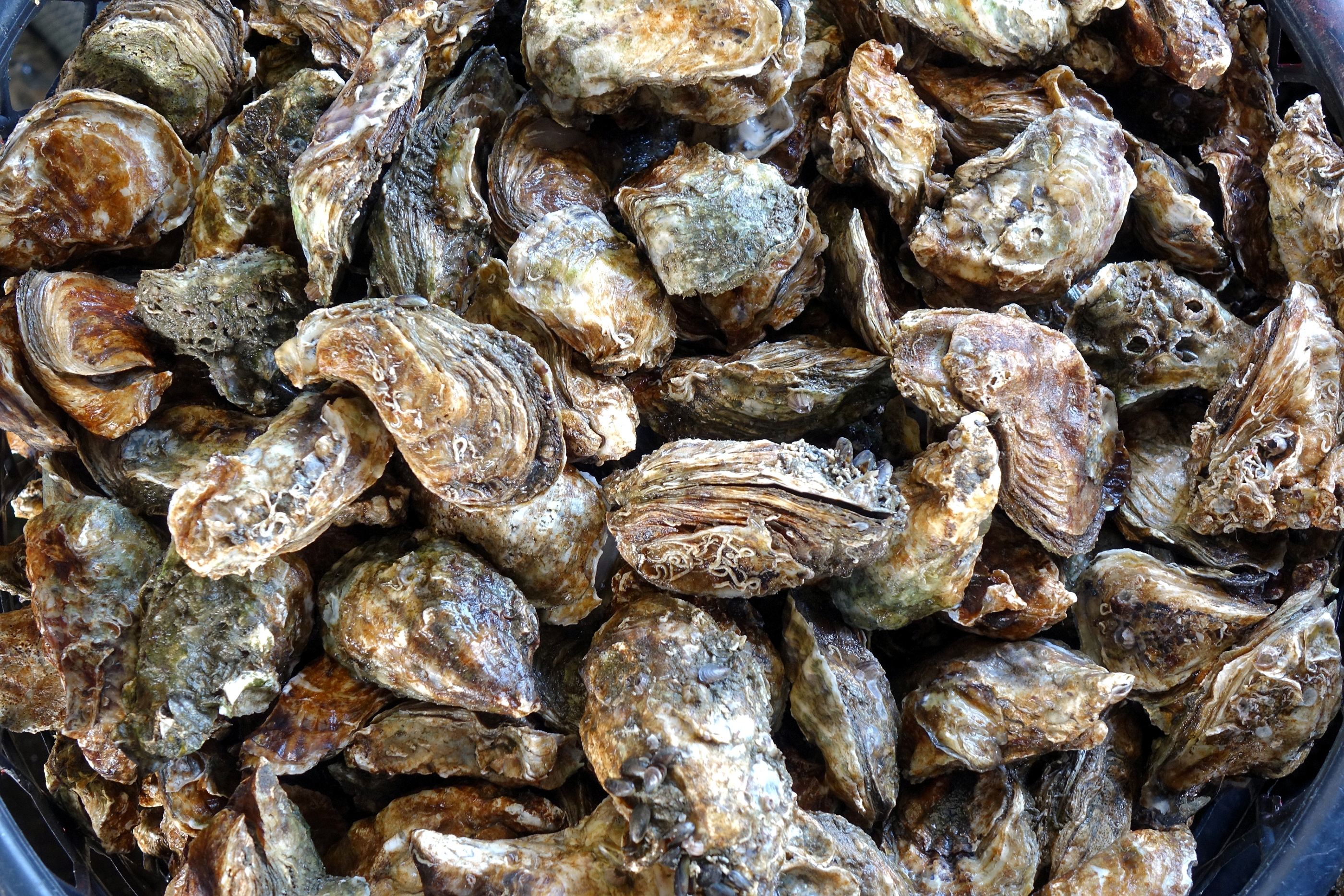 Oyster aquaculture limits disease in wild oyster populations