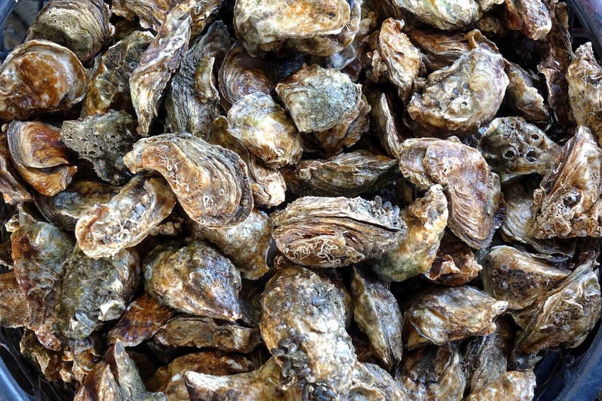 Oyster aquaculture limits disease in wild oyster populations