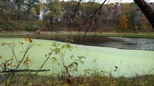 Iowa State to explore harmful algal blooms