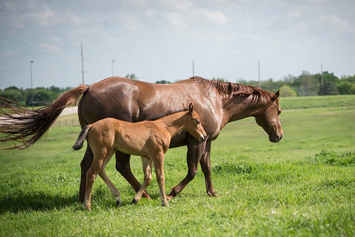 Optimize water intake for horses this summer