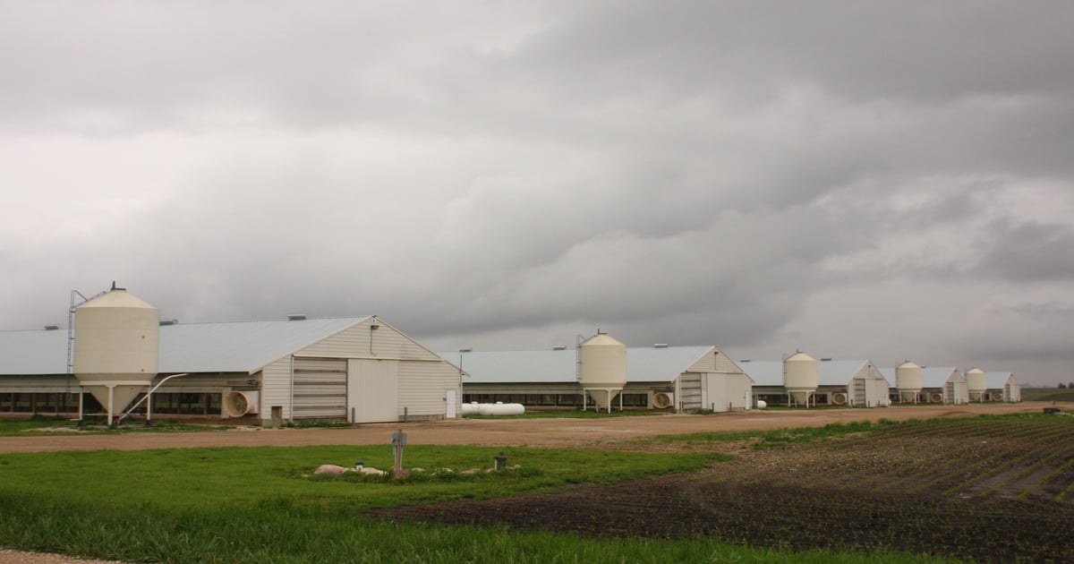 Illinois logs first commercial case of avian flu
