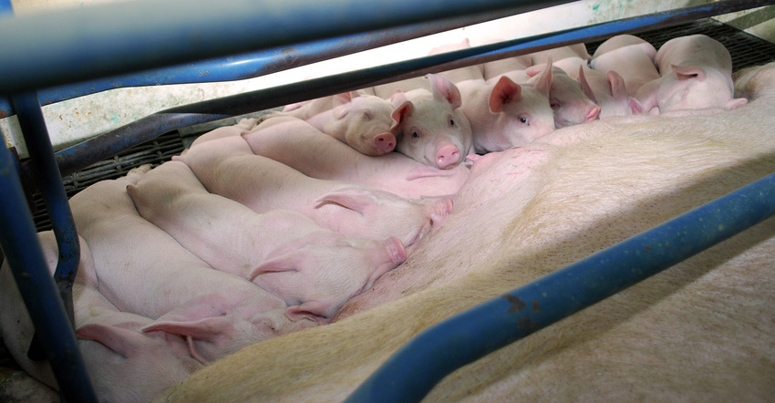 NHF-farrowing35-NPB-1540x800.jpg NHF-farrowing35-NPB-1540x800.jpg