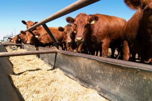 Diet type may influence cattle behavior in confinement