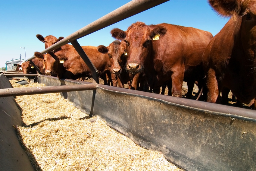 ‘Cattle on Feed’ shows COVID-19 impact