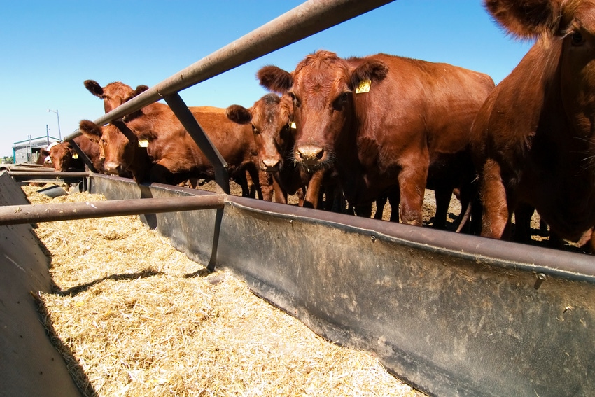 Red seaweed reduces methane without influencing steer growth