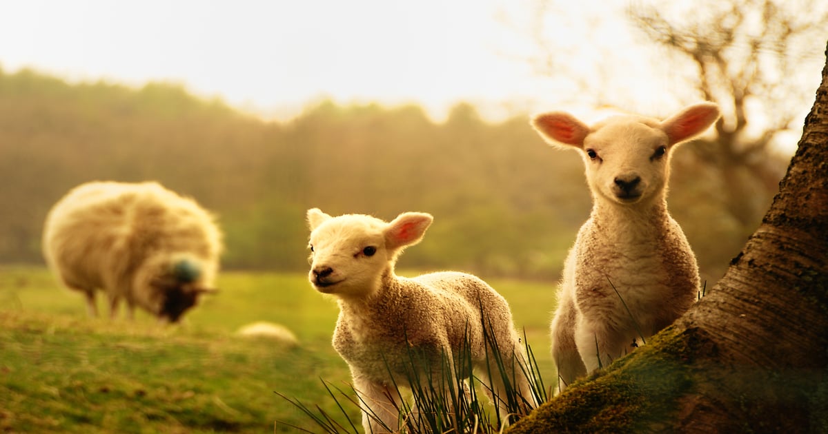 Sheep, tariffs and chess