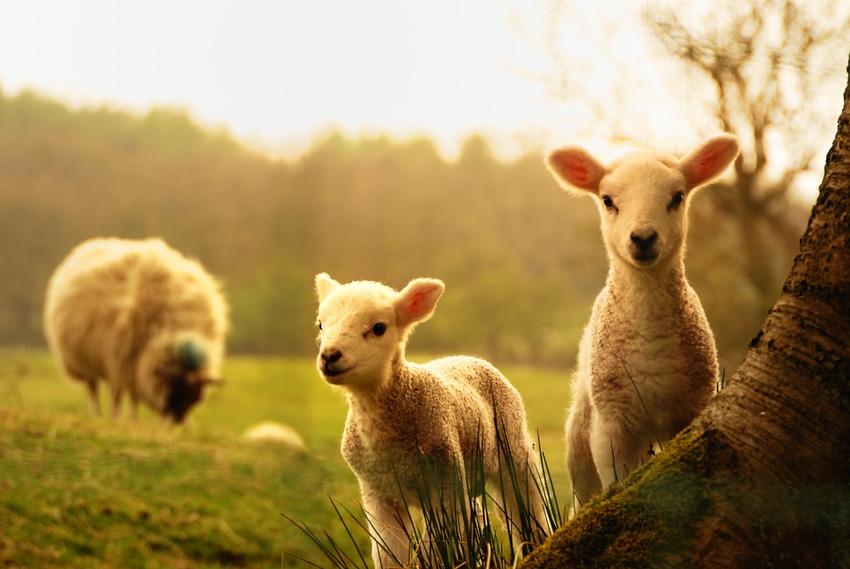 Sheep with higher vitamin D levels give birth to heavier lambs