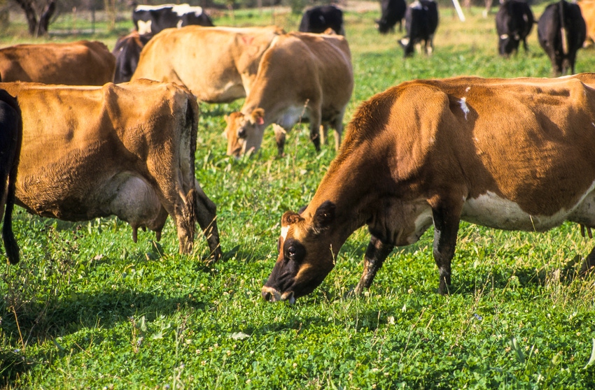 Organic dairy cows