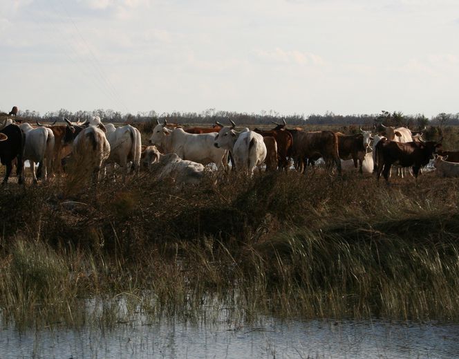 Livestock safety, care tips offered for after hurricanes