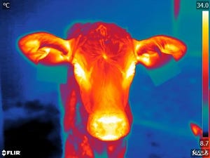 N&H TOPLINE: Dairy calf personalities predict ability to cope with stress