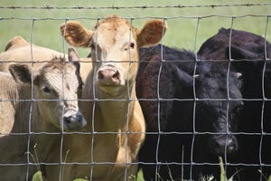 Injectable trace minerals may improve mineral status of beef heifers