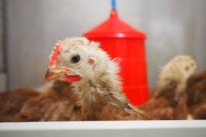 Pirbright avian flu vaccine evasion.jpg