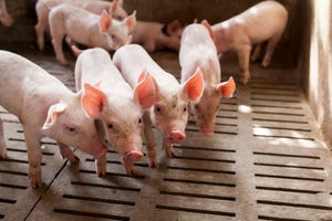 Piglet birthweight influences body protein retention