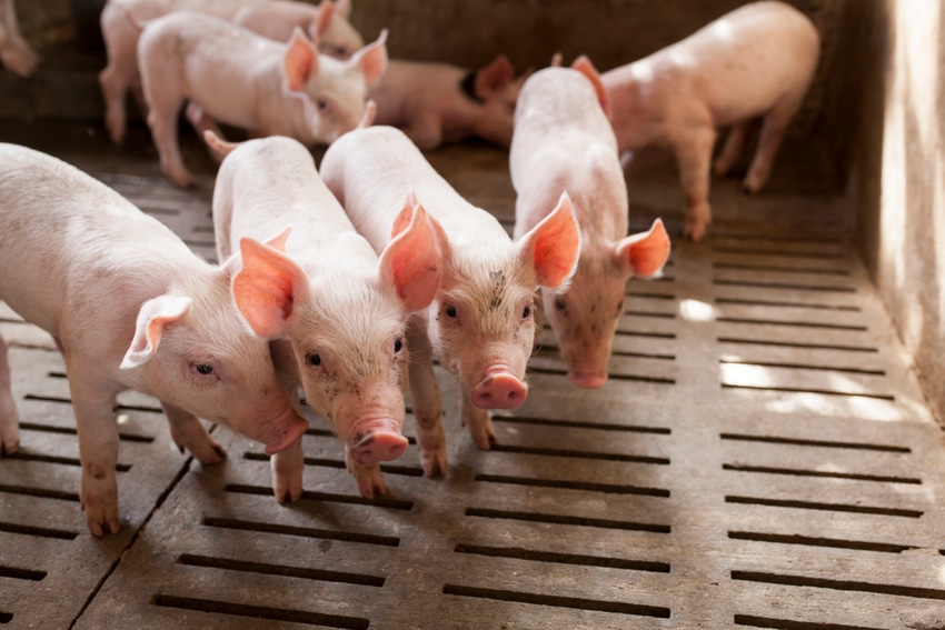 Grant to investigate links between swine microbiome, PRRSV