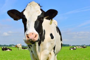 Holstein dairy cow in field_Gerard Koudenburg_iStock_Getty Images-502111703.jpg