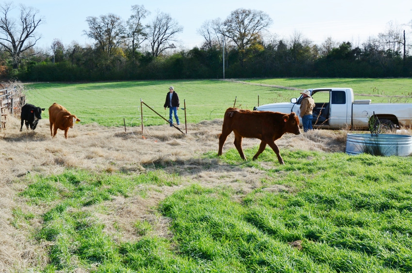 Research trials focus on winter pasture stocking strategies