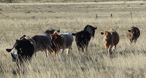 ARS cattle grazing Northern Plains.jpg